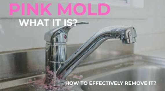 Pink Mold: What It Is and How to Effectively Remove It